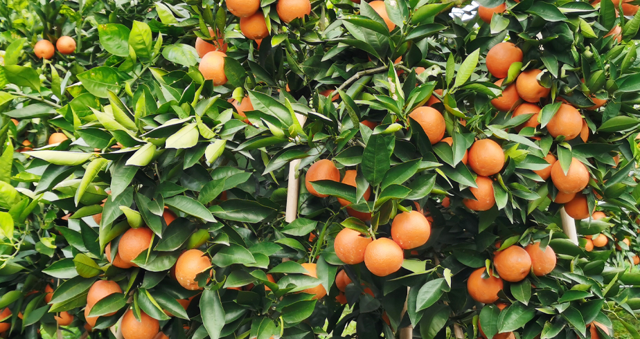 產量豐富 貨源保障